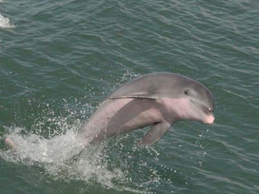 dolphin jumping