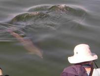 371e51462eff1ff52f4439f391b4cb09 dolphin