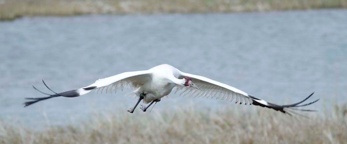 whooping crane flying