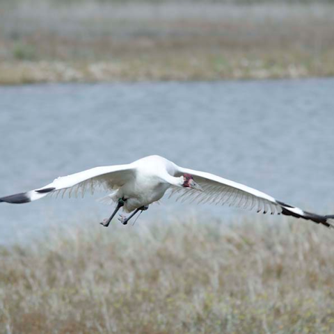 whooping crane flying