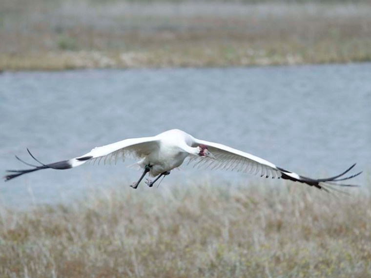 whooping crane flying