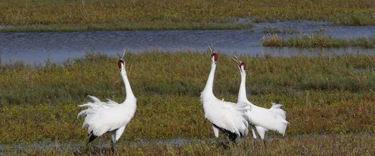 whooping crane gatherings
