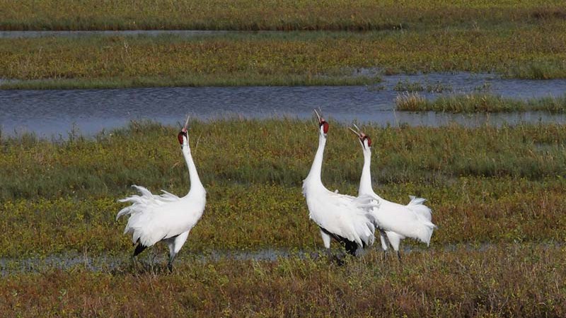 whooping crane gatherings