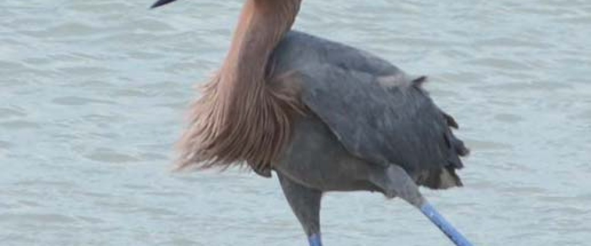 whooping crane with blue legs