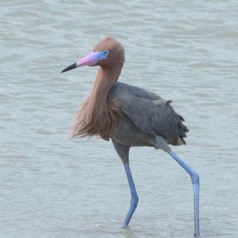 whooping crane with blue legs
