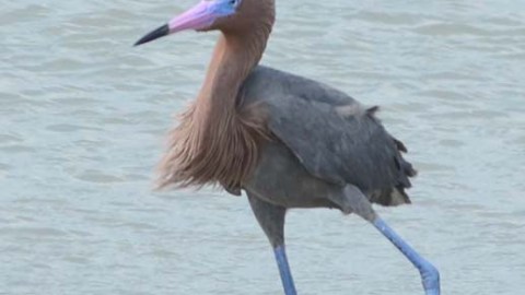 whooping crane with blue legs