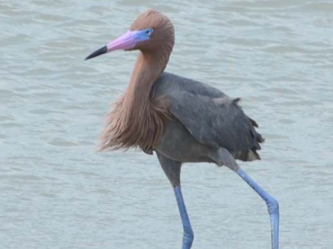 whooping crane with blue legs