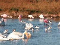 b63cdeb2e26917fa8a28d11797451bcf nesting birds