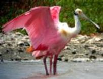 dc35200c225fd864e434c1a758407ca2 pink whooping crane