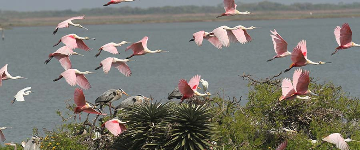 pink birds flying