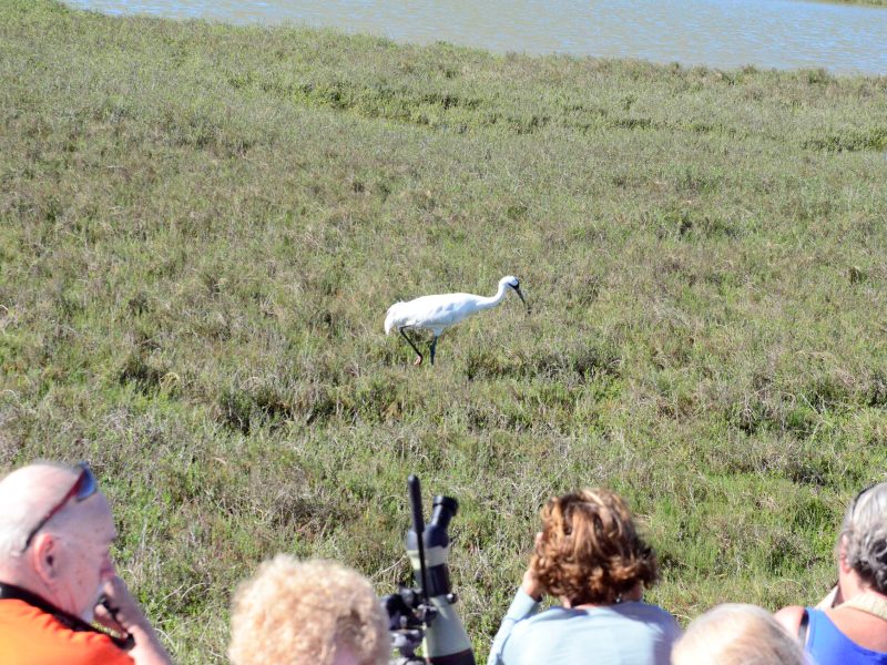 a white bird in a field